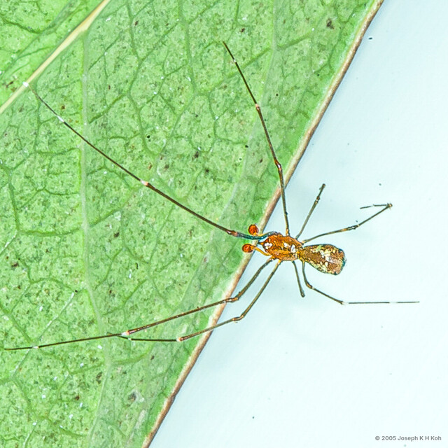 Argyrodes fasciatus • © Joseph K H Koh • All Rights Reserved ♂ Adult Habitus Dorsal