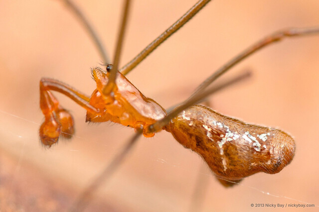 Argyrodes fissifrons • © Nicky Bay • All Rights Reserved ♂ Adult Habitus Lateral