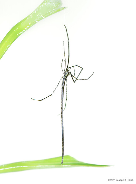 Ariamnes sp. "Giant Bronze" • © Joseph K H Koh • All Rights Reserved ♂ Adult Habitus Lateral