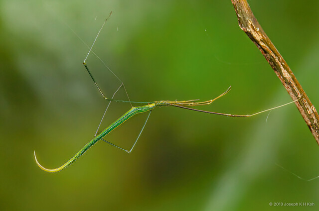 Ariamnes flagellum • © Joseph K H Koh • All Rights Reserved ♀ Adult Habitus Lateral
