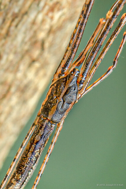 Ariamnes petilus • © Joseph K H Koh • All Rights Reserved ♂ Adult Habitus Dorsal Eyes