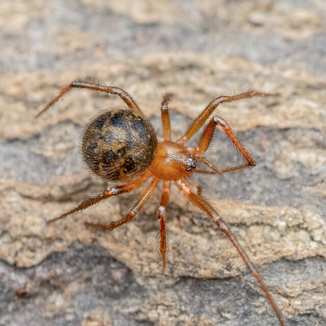 Campanicola sp. "Bell" • © Chris Ang • All Rights Reserved ♀ Adult Habitus Dorsal