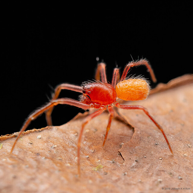Cephalobares sp. "Smooth" • © Joseph K H Koh • All Rights Reserved ♂ Adult Habitus Lateral