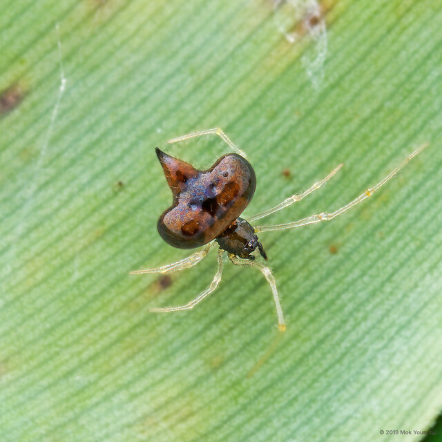 Chikunia sp. "Spinning-top" • © Mok Youn Fai • All Rights Reserved ♂ Adult Habitus Dorsal