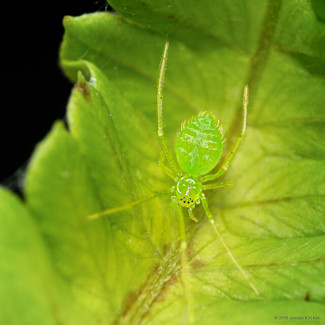 Chrysso sp. "Jade" • © Joseph K H Koh • All Rights Reserved ♀ Adult Habitus Dorsal