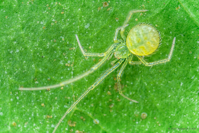 "Chrysso" sp. "Long-legged Jade" • © Joseph K H Koh • All Rights Reserved ♀ Adult Habitus Dorsal