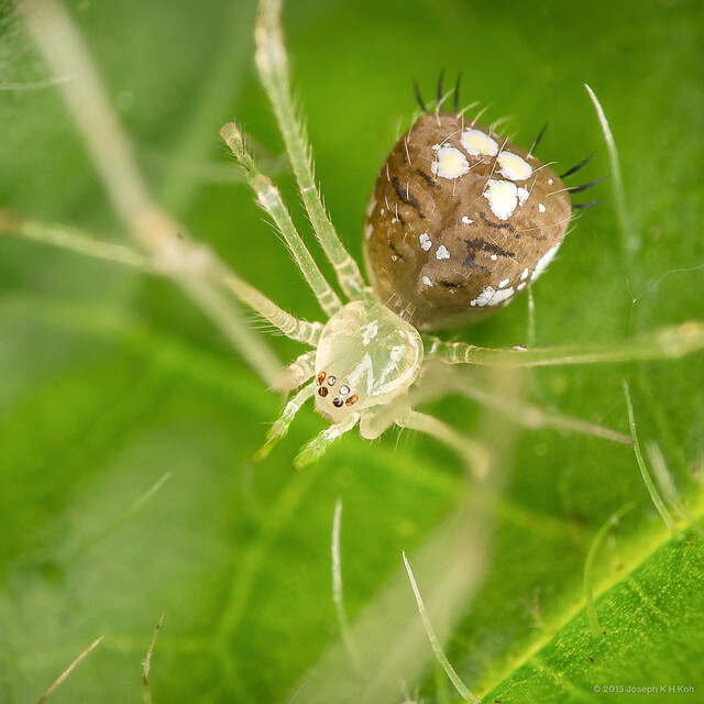 Chrysso sp. "Polymorphic" • © Joseph K H Koh • All Rights Reserved ♀ Adult Habitus Dorsal