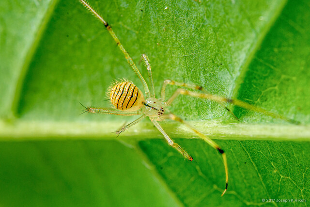 Chrysso sp. "Tiger-striped Teardrop" • © Joseph K H Koh • All Rights Reserved ♀ Adult Habitus Dorsal