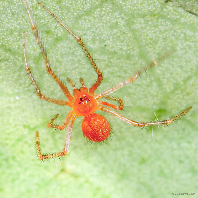 "Chrysso" sp. "Tiny Spiny Mandarin Orange" • © David Court • All Rights Reserved ♀ Adult Habitus Dorsal