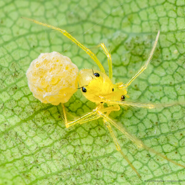 "Chrysso" sp. "Yellow Polka Dot" • © Nicky Bay • All Rights Reserved ♀ Adult Habitus Dorsal Egg(s)/Egg Sac(s)