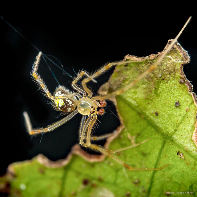Chrysso sp. "Yellow Spotted" • © Joseph K H Koh • All Rights Reserved ♂ Adult Habitus Dorsal