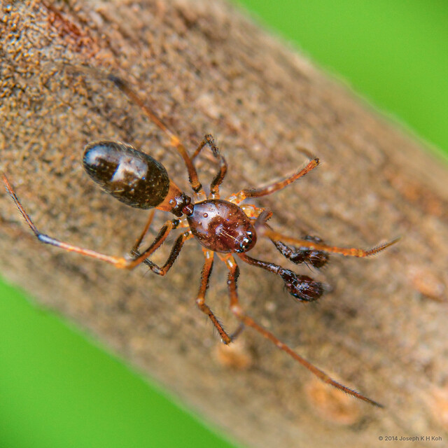 Coleosoma blandum • © Joseph K H Koh • All Rights Reserved ♂ Adult Habitus Dorsal