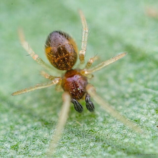 Coleosoma pseudoblandum • © James Koh • All Rights Reserved ♂ Adult Habitus Dorsal