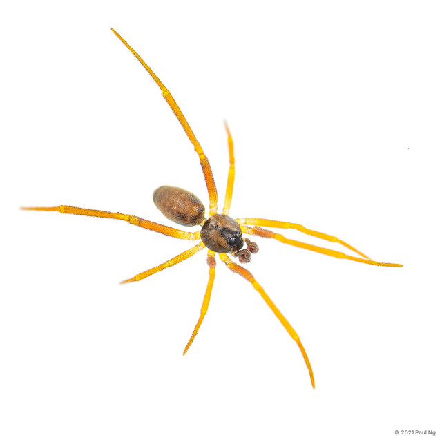 Coscinida sp. "Spotted Big-eye" • © Paul Ng • All Rights Reserved ♂ Adult Habitus Dorsal