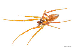 Coscinida asiatica Zhu & Zhang, 1992