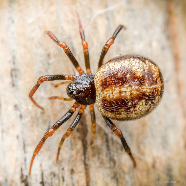Crustulina sp. "Warty False Widow" • © Joseph K H Koh • All Rights Reserved ♀ Adult Habitus Dorsal