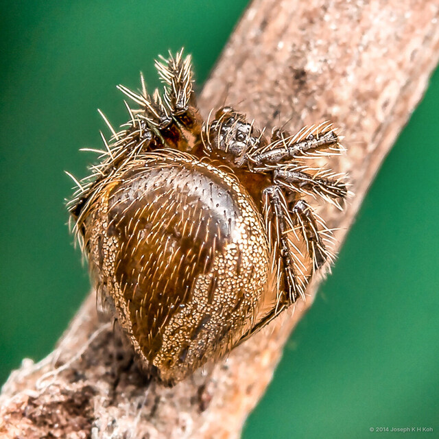 Dipoenoides sp. "Golden" • © Joseph K H Koh • All Rights Reserved ♀ Adult Habitus Dorsal
