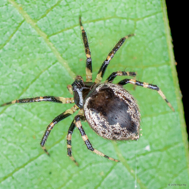 Dipoenoides sp. "Silver" • © Paul Ng • All Rights Reserved ♀ Adult Habitus Dorsal