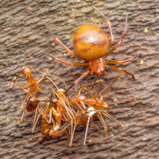Dipoenoides episinoides • © KS Tan • All Rights Reserved ♀ Adult Habitus Dorsal Predation