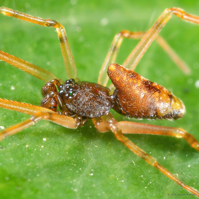 "Episinus" sp. "Unicorn" • © Joseph K H Koh • All Rights Reserved ♂ Adult Habitus Lateral