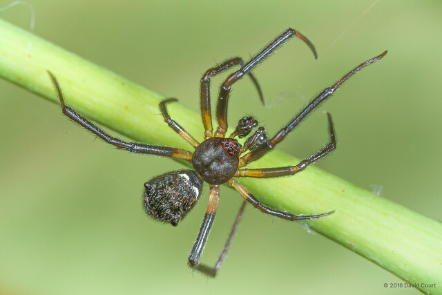 Episinus rhomboidalis • © David Court • All Rights Reserved ♂ Adult Habitus Dorsal
