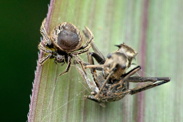 Euryopis sp. "Gold-skirted" • © Nicky Bay • All Rights Reserved ♀ Adult Habitus Dorsal Predation
