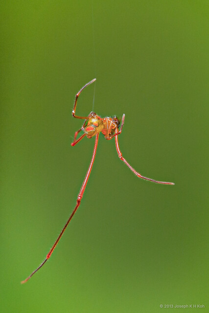 Faiditus sp. "Metallic Red Pinocchio" • © Joseph K H Koh • All Rights Reserved ♂ Adult Habitus Lateral
