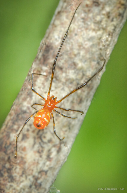 Famakytta flavescens • © Joseph K H Koh • All Rights Reserved ♂ Adult Habitus Dorsal