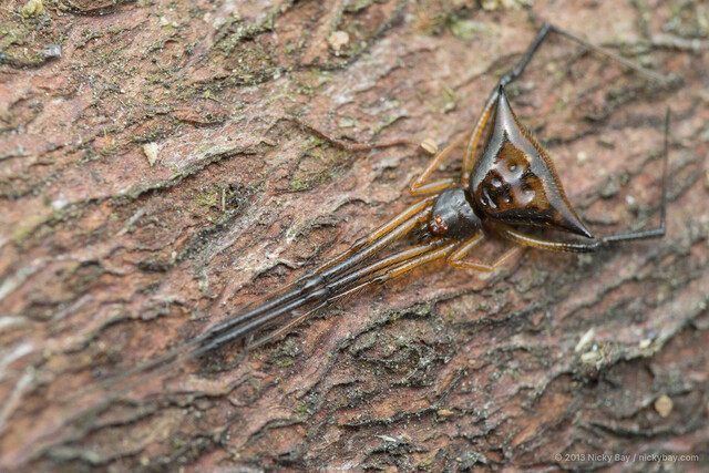 Janula sp. "Bronzy" • © Nicky Bay • All Rights Reserved ♀ Adult Habitus Dorsal