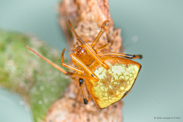 Janula sp. "Golden" • © Joseph K H Koh • All Rights Reserved ♀ Adult Habitus Dorsal