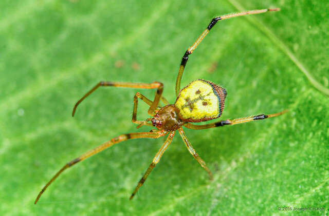 Janula sp. "Grumpy" • © Joseph K H Koh • All Rights Reserved ♀ Adult Habitus Dorsal