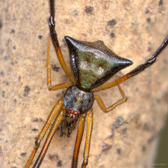 Janula sp. "Monkey-faced"