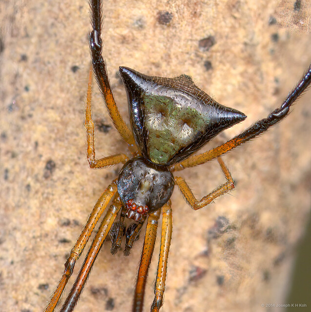 Janula sp. "Monkey-faced" • © Joseph K H Koh • All Rights Reserved ♂ Adult Habitus Dorsal