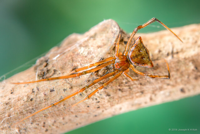 Janula sp. "Pink-horned" • © Joseph K H Koh • All Rights Reserved ♀ Adult Habitus Dorsal