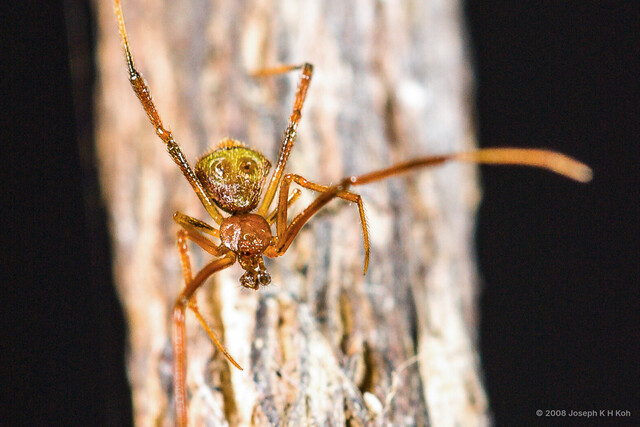 Janula bruneiensis • © Joseph K H Koh • All Rights Reserved ♂ Adult Habitus Dorsal