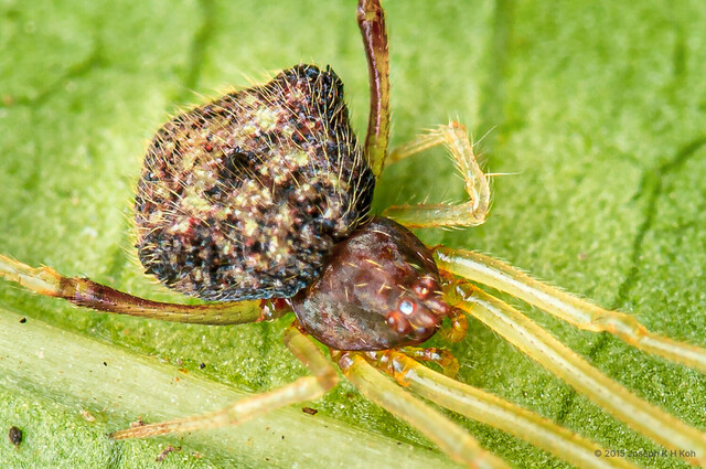 Janula picta • © Joseph K H Koh • All Rights Reserved ♂ Adult Habitus Dorsal