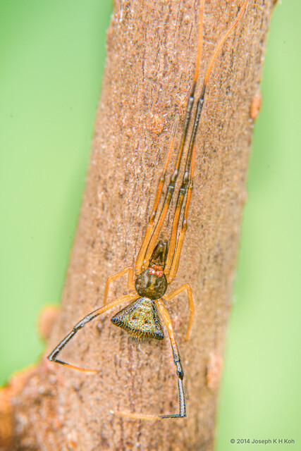 Janula triangularis • © Joseph K H Koh • All Rights Reserved ♂ Adult Habitus Dorsal