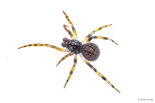 Lasaeola maculosa • © Paul Ng • All Rights Reserved ♂ Adult Habitus Dorsal