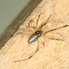Latrodectus geometricus C. L. Koch, 1841