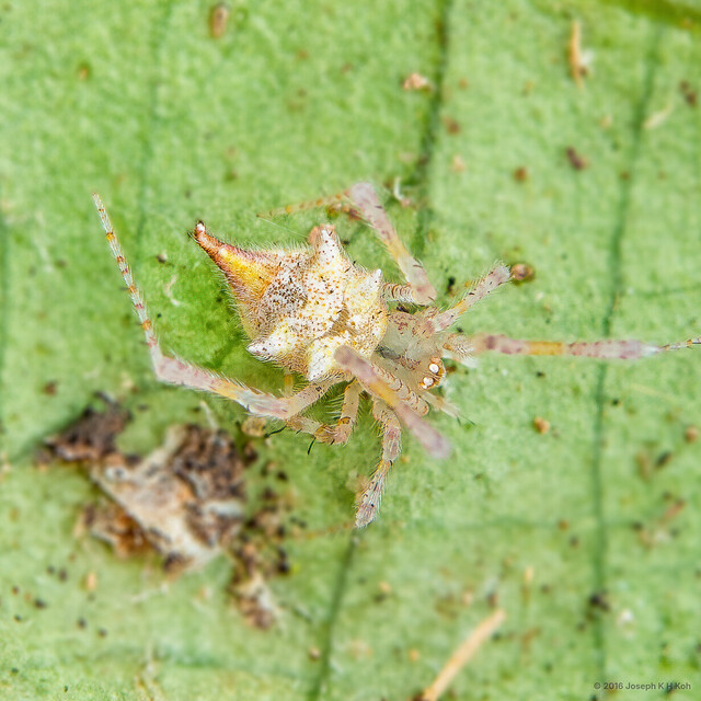 Meotipa sp. "Durian" • © Joseph K H Koh • All Rights Reserved ♀ Adult Habitus Dorsal