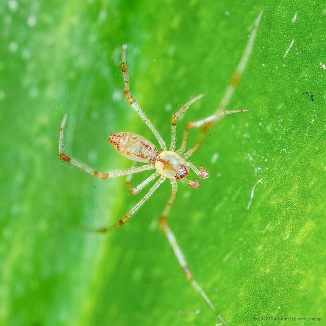 Meotipa picturata • © Chris Ang • All Rights Reserved ♂ Adult Habitus Dorsal