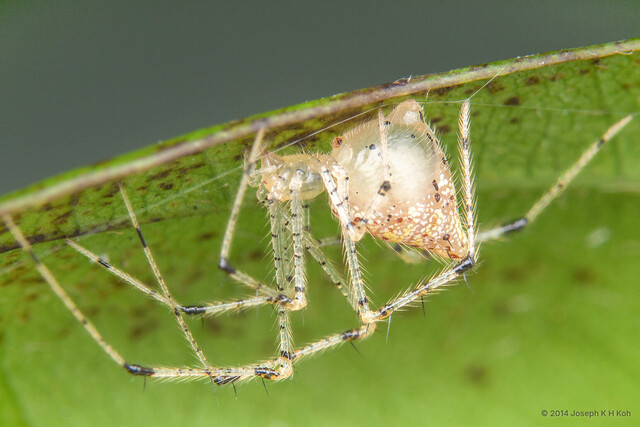 Meotipa pulcherrima • © Joseph K H Koh • All Rights Reserved ♀ Adult Habitus Lateral