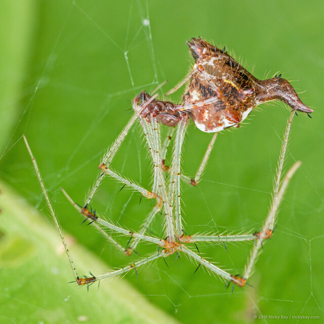 Meotipa thalerorum • © Nicky Bay • All Rights Reserved ♀ Adult Habitus Lateral