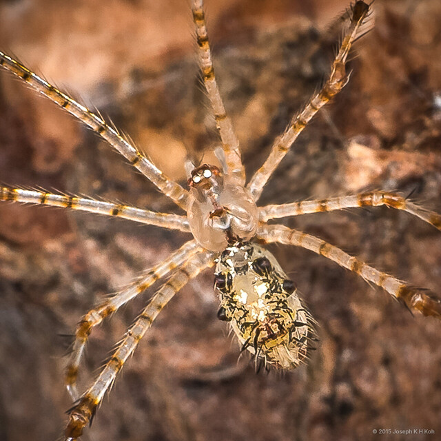 Meotipa vesiculosa • © Joseph K H Koh • All Rights Reserved ♀ Adult Habitus Dorsal