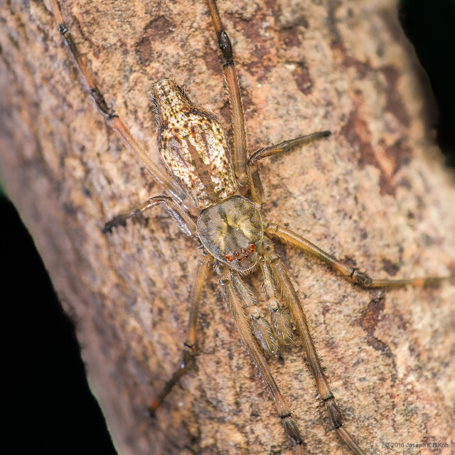 Moneta sp. "Short-tarsus" • © Joseph K H Koh • All Rights Reserved ♂ Adult Habitus Dorsal