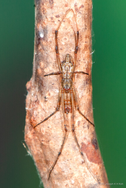 Moneta sp. "Stupa" • © Joseph K H Koh • All Rights Reserved ♂ Adult Habitus Dorsal