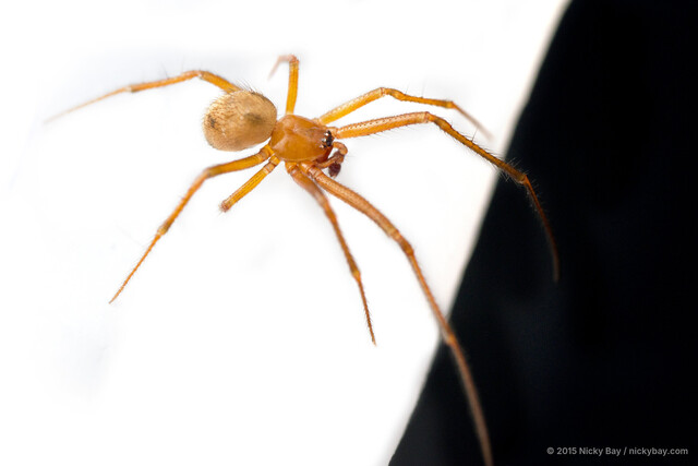 Nesticodes rufipes • © Nicky Bay • All Rights Reserved ♂ Adult Habitus Dorsal