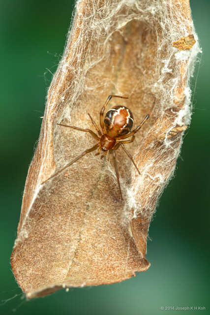 Nihonhimea mundula • © Joseph K H Koh • All Rights Reserved ♀ Adult Habitus Dorsal Retreat