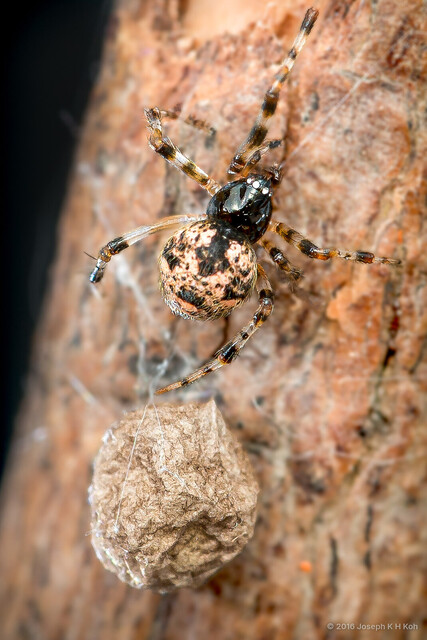 Parasteatoda sp. "Arrow Folium" • © Joseph K H Koh • All Rights Reserved ♀ Adult Habitus Dorsal Egg(s)/Egg Sac(s)