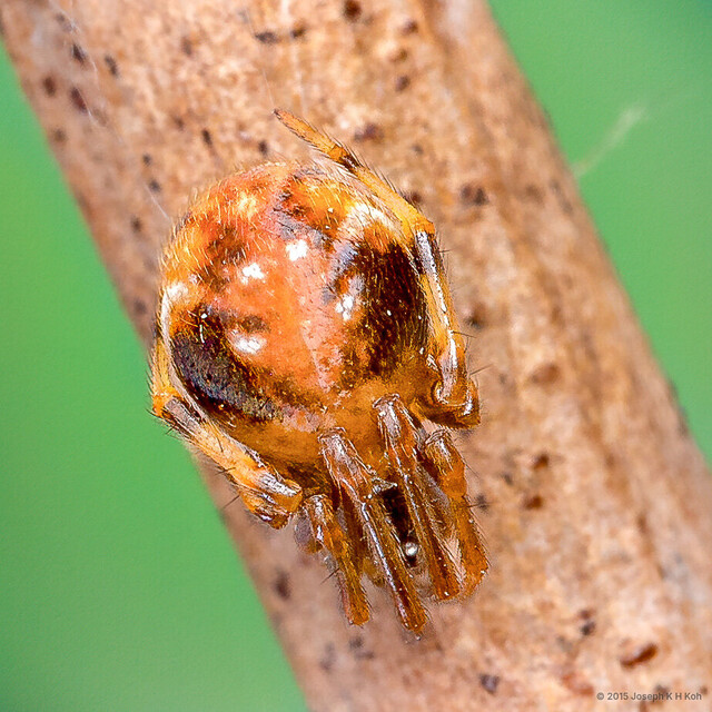 Parasteatoda sp. "Black-sided Balloon" • © Joseph K H Koh • All Rights Reserved ♀ Adult Habitus Dorsal